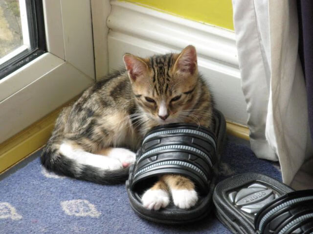 审判之眼,利拉德的孤注一掷,在NBA季后赛之夜的铁证如山