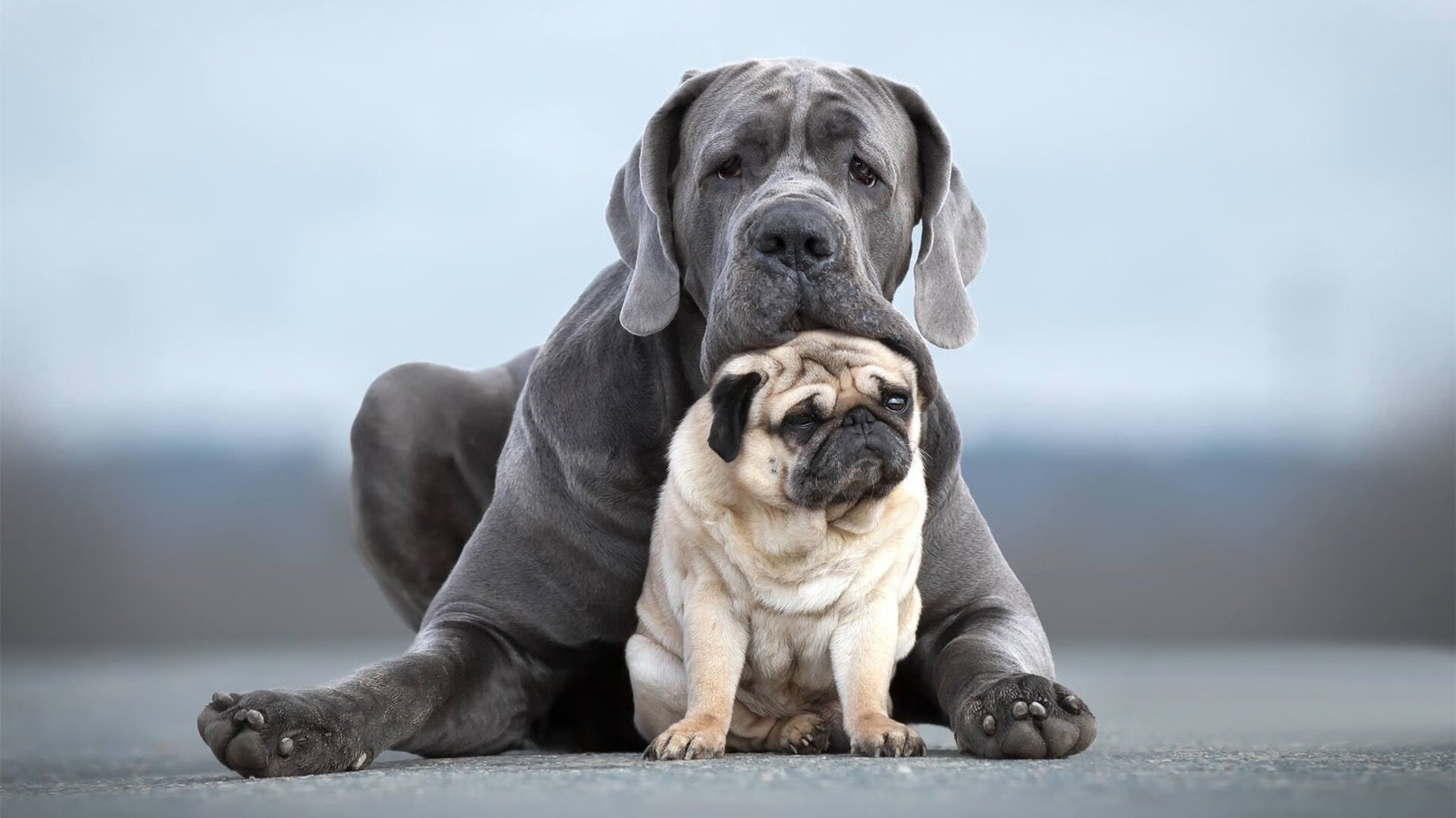 开云体育平台APP-烽火绿茵，当伊拉克血拼马里成为另一场欧冠半决赛