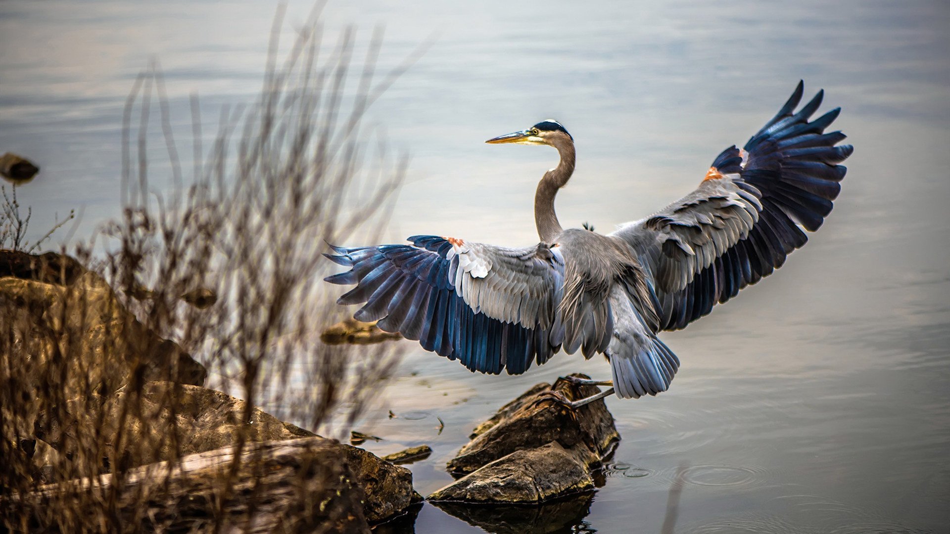 开云体育在线-当戈壁刮起丹佛风雪，约基奇用反现代篮球的艺术击穿铁血爵士