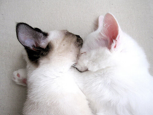 绿茵的映照与木地板的回声