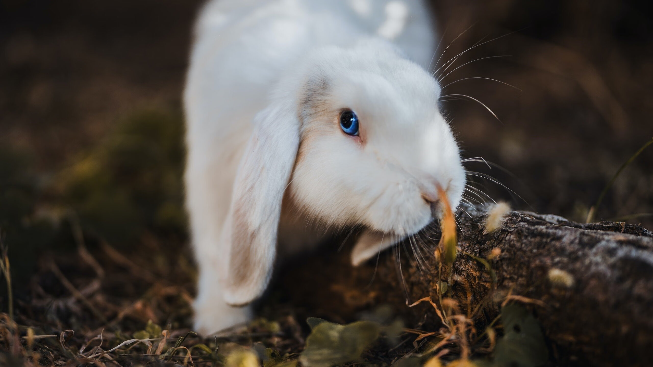 开云体育APP下载-2022年11月26日，一粒失落的点球与一场胶着的胜利