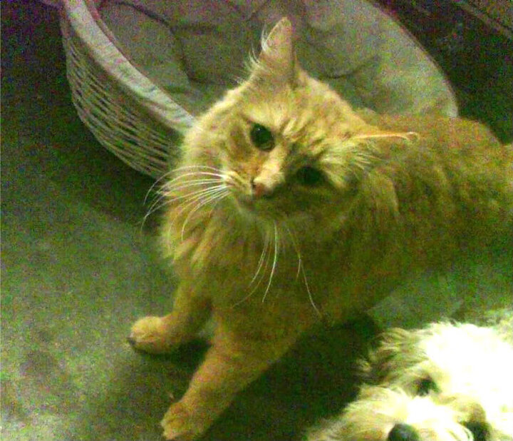 佩德里，暗夜独舞者—年度焦点之战中的绝对主宰