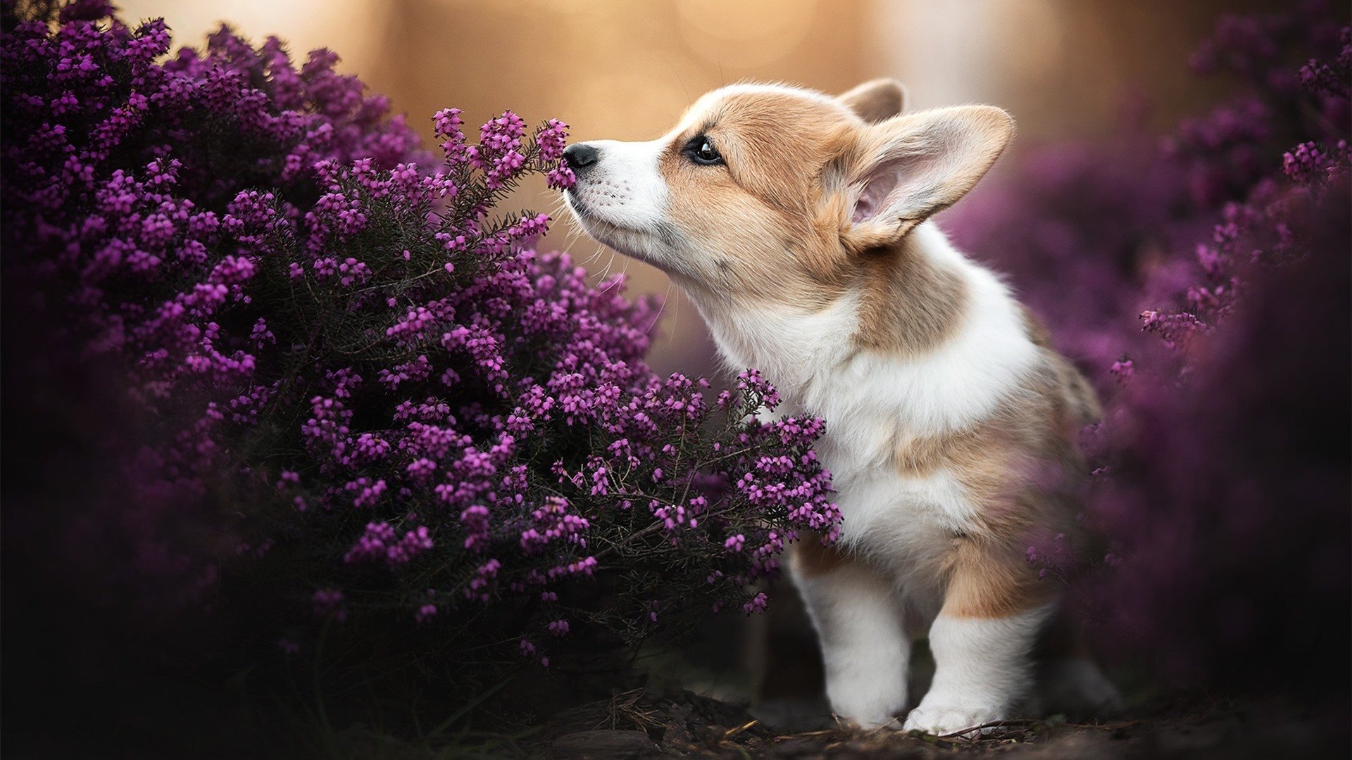 指针在他手中,世界排名争夺战之夜,切特如何为全队校准时间