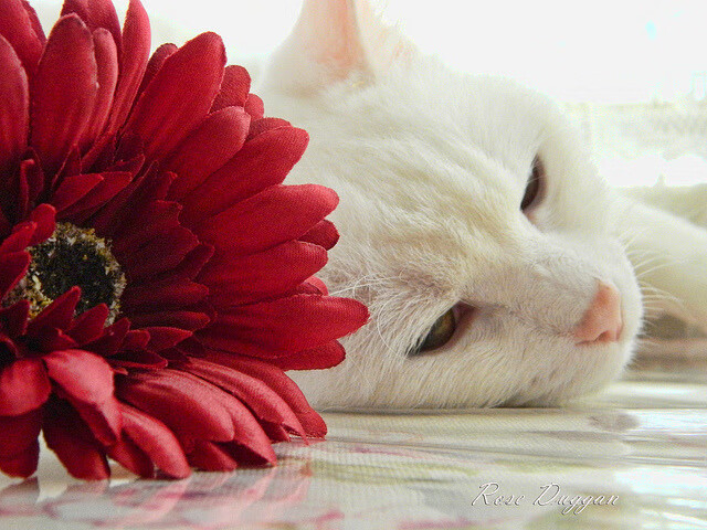 跨界欧冠决赛，深圳队篮球盛宴碾压76人，谱写体育唯一传奇