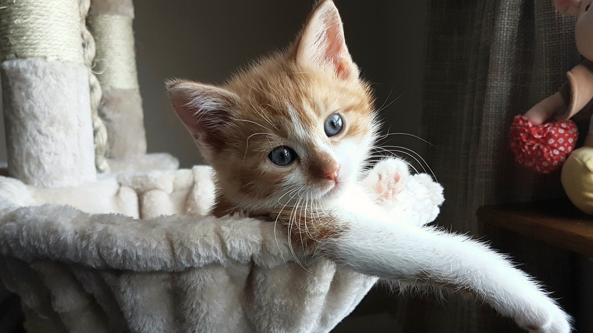 迪马利亚，照亮比利时险胜的一束探照灯