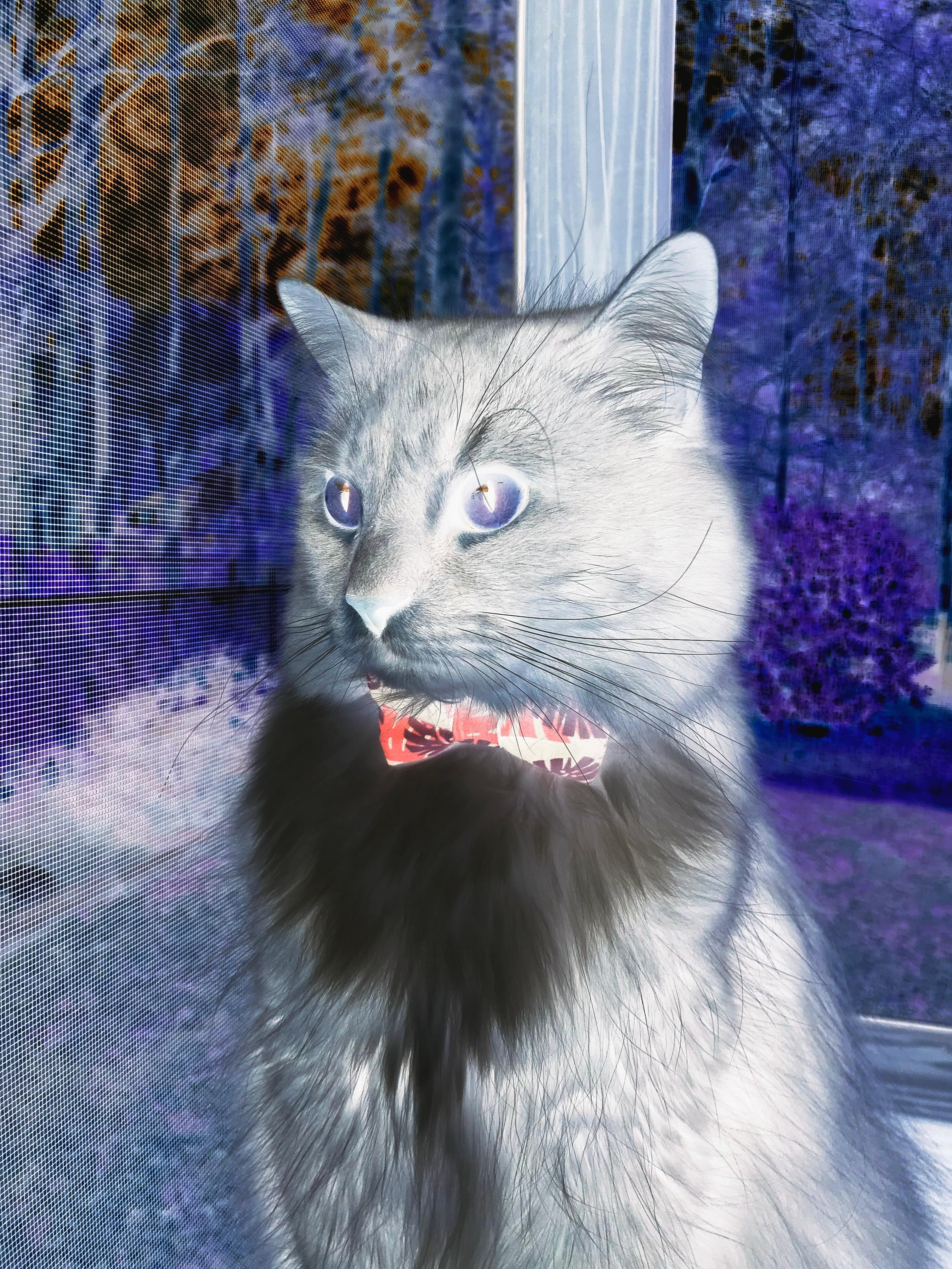 绝杀的共鸣,从NBA总决赛的窒息时刻到多特蒙德绿茵场的传奇一击