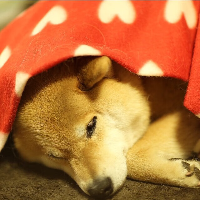 厄瓜多尔终结伊朗黑马梦,美加墨世界杯焦点战精彩落幕