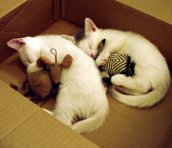 开云体育登录-战术圣殿的平民英雄，戈麦斯燃尽利物浦，黄潜艇碾碎豪门神话