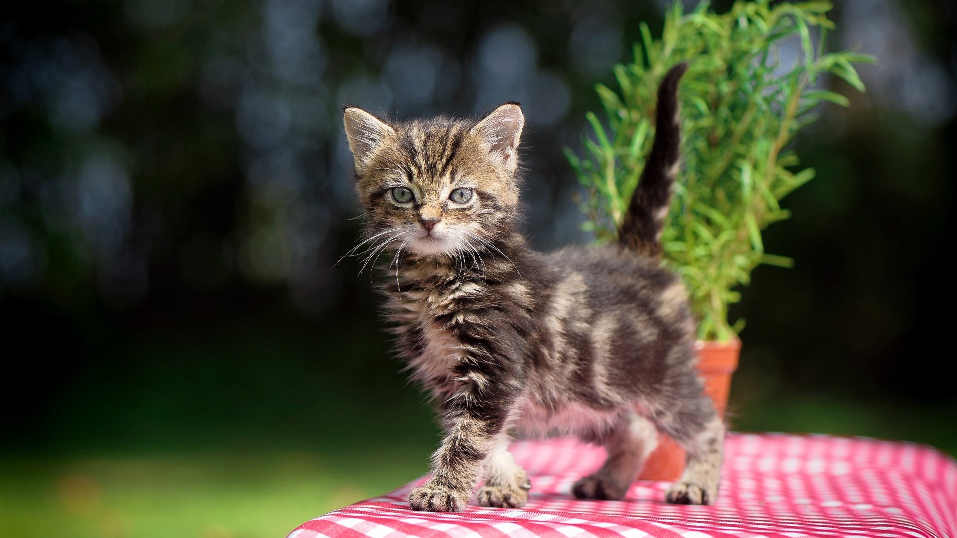 从孟菲斯到杭州，生涯之夜与团队洪流，两种篮球哲学的对话