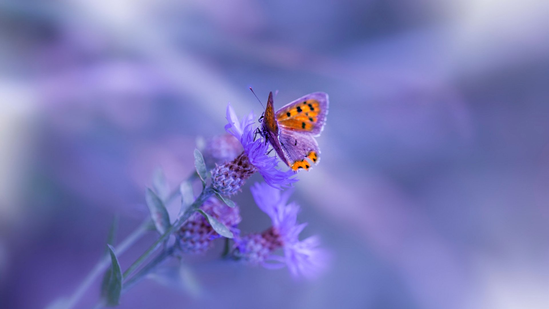 草根与世界，当上海大鲨鱼咬疼菲尼克斯太阳