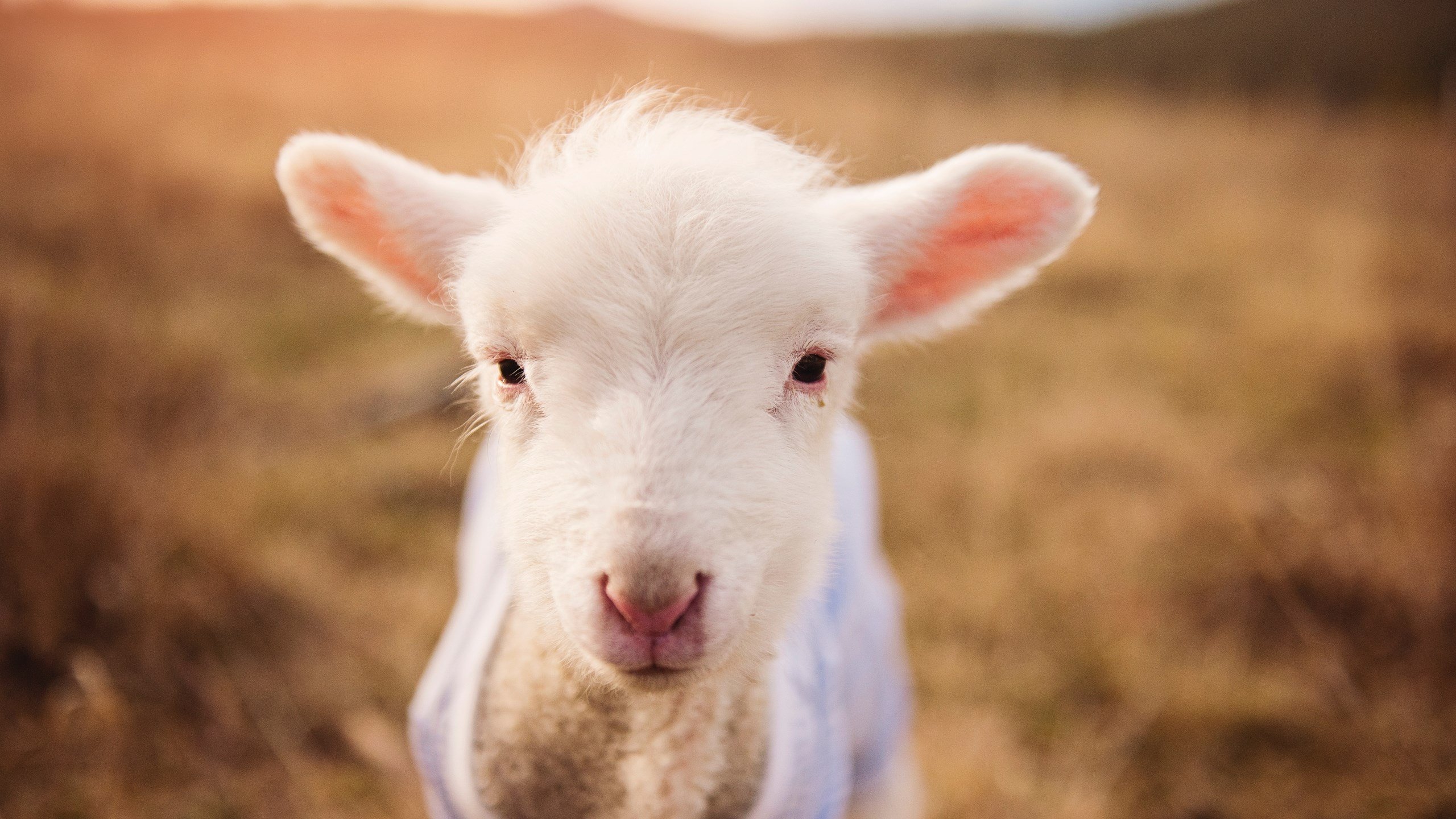开云体育-双线奏凯，奥利维耶破茧成史，委内瑞拉战术碾压锁胜局