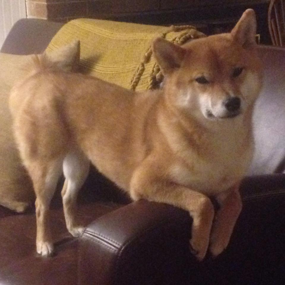 双线奏凯,奥利维耶破茧成史,委内瑞拉战术碾压锁胜局